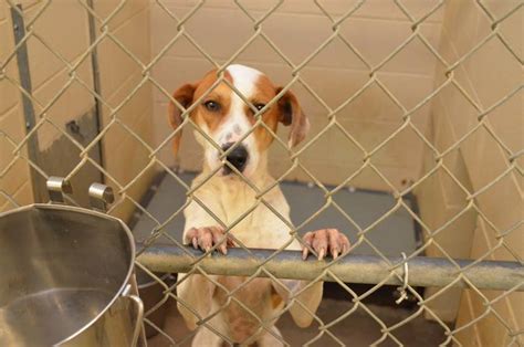 Clayton county animal shelter - Aug 17, 2022 · The center posted on its Facebook on Saturday that by 1 p.m. on Thursday, all 20 dogs must be adopted or rescued from the shelter. Clayton County's Animal Control center does euthanize animals ... 